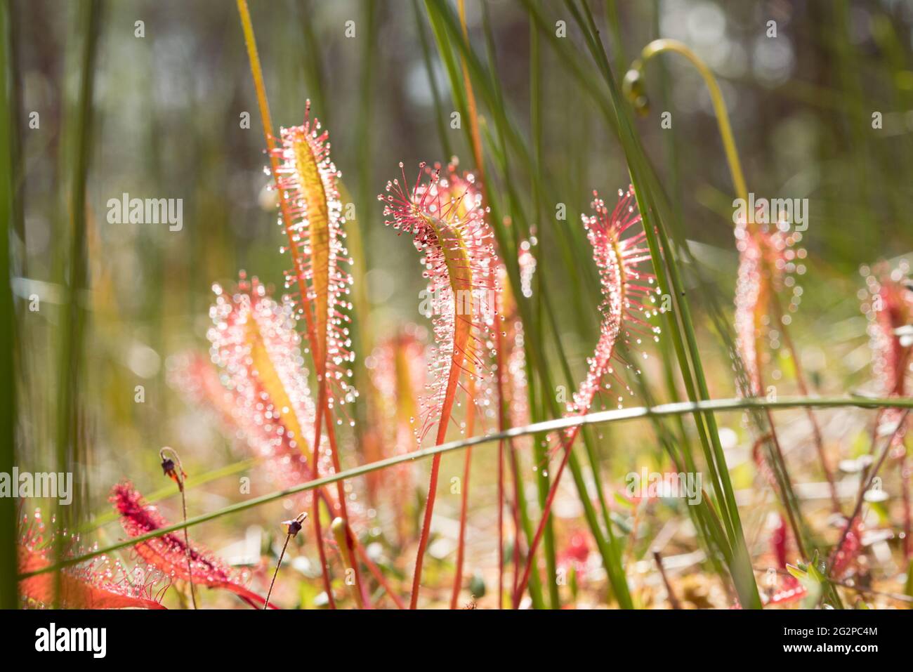 Sundew (Drosera anglica), a closeup with sunlight. A swamp carnivorous plant. Stock Photo