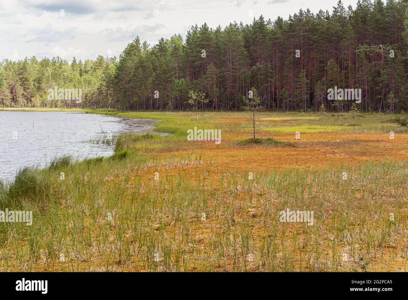 Bog at lake shore beside pine tree forest in Vybord District on the border Russia and Finland. The bog formed with multi-meter layer of sphagnum moss. Stock Photo