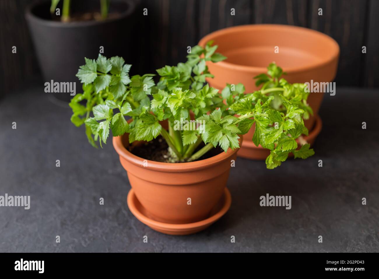 Home plants. Young celery plant growing in a pot. Gardening in the house. Stock Photo