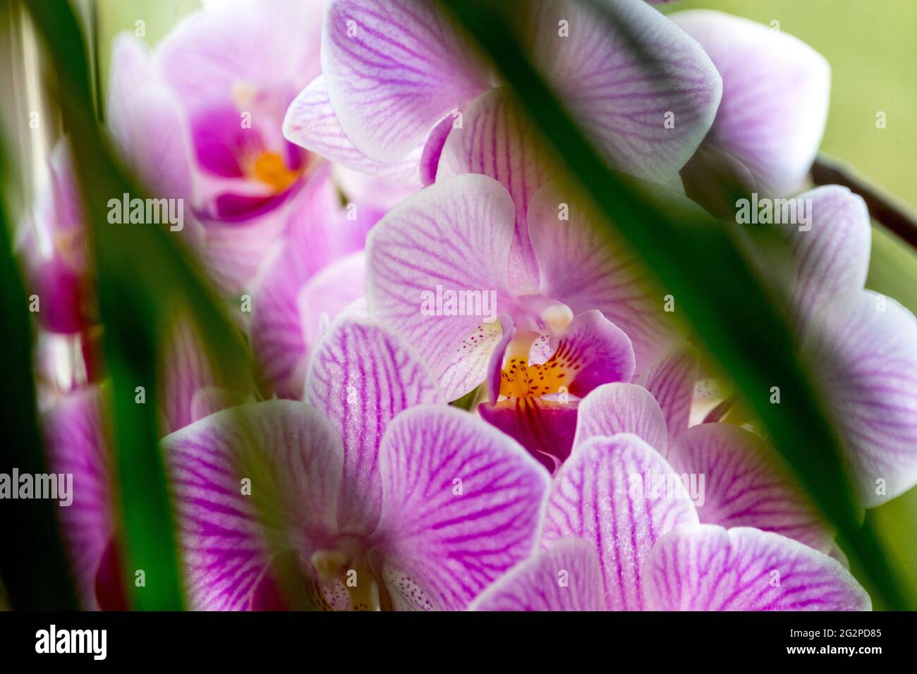 Moth Orchid in bloom Stock Photo