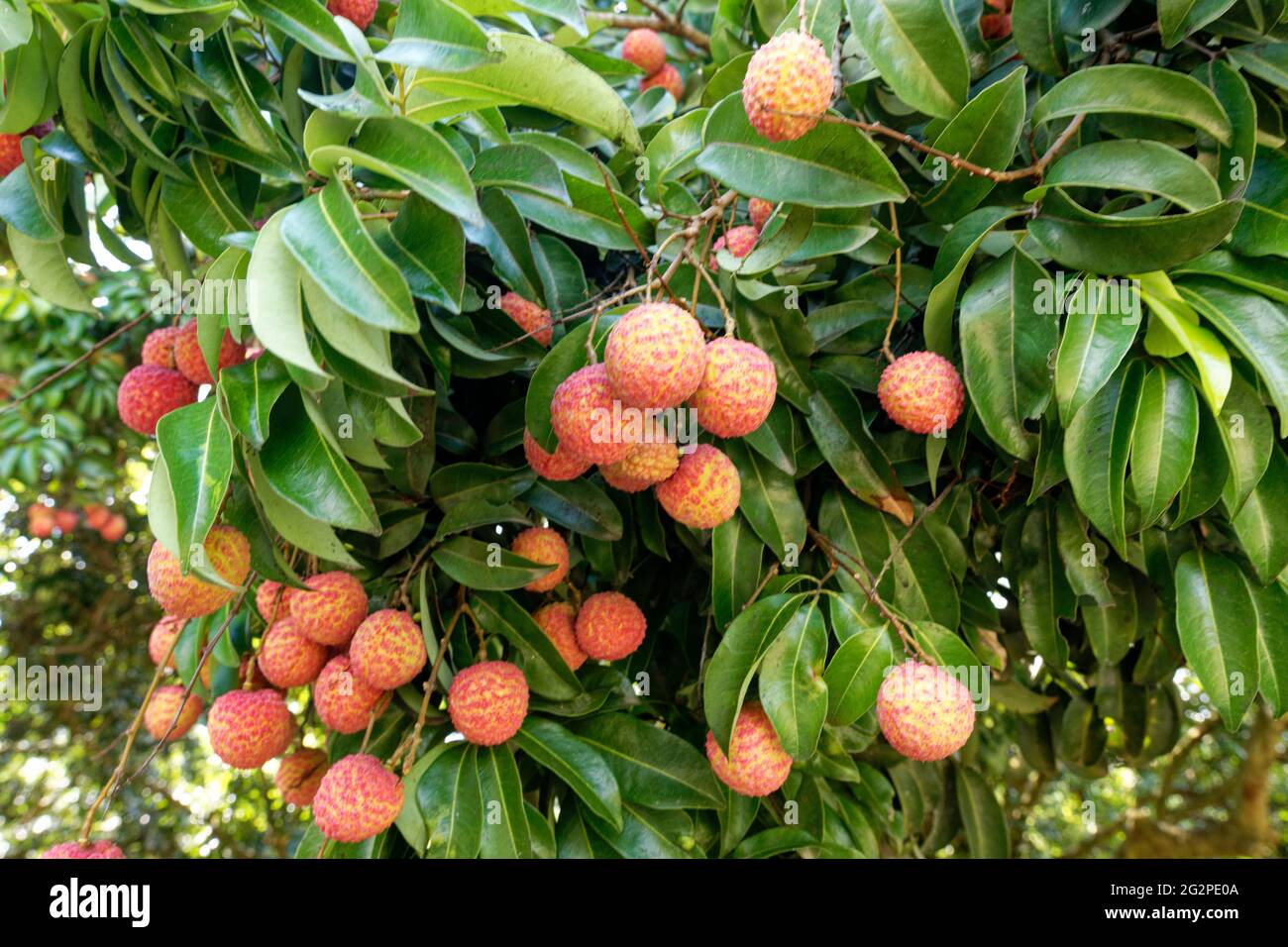 chinese lychee, litche fruits hanging on a tree daylight Stock Photo