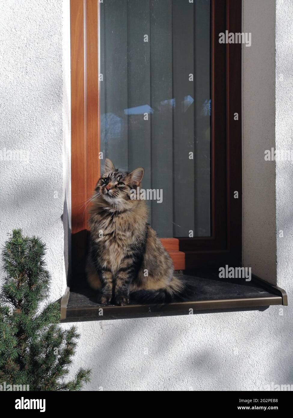 Cute fluffy cat sitting on the window Stock Photo - Alamy