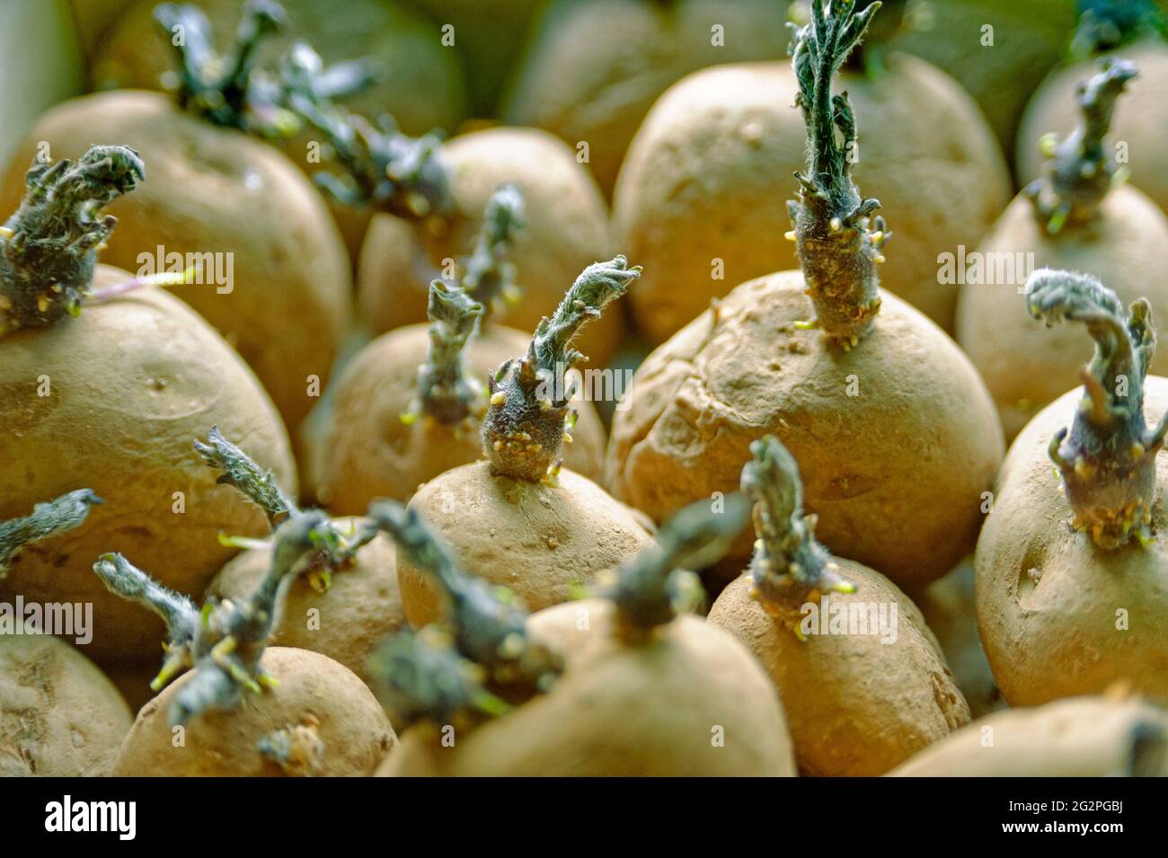 chitting potatoes Stock Photo