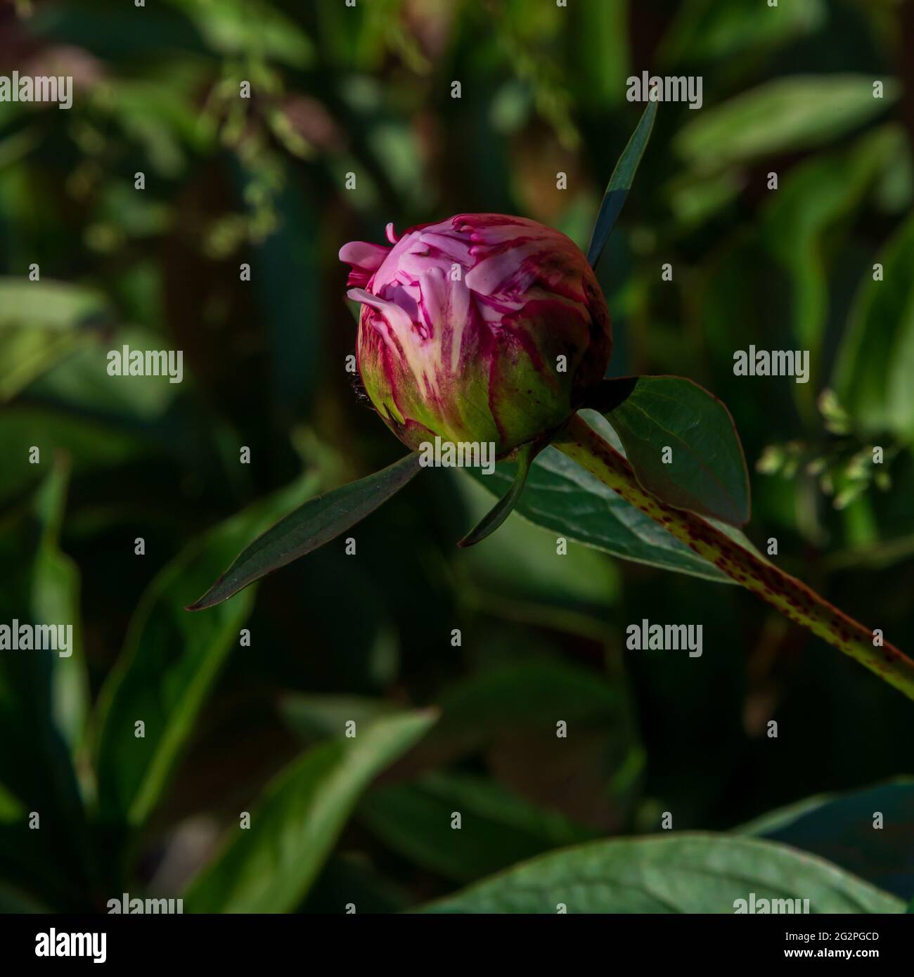 A pink and red springtime peony bud. Stock Photo