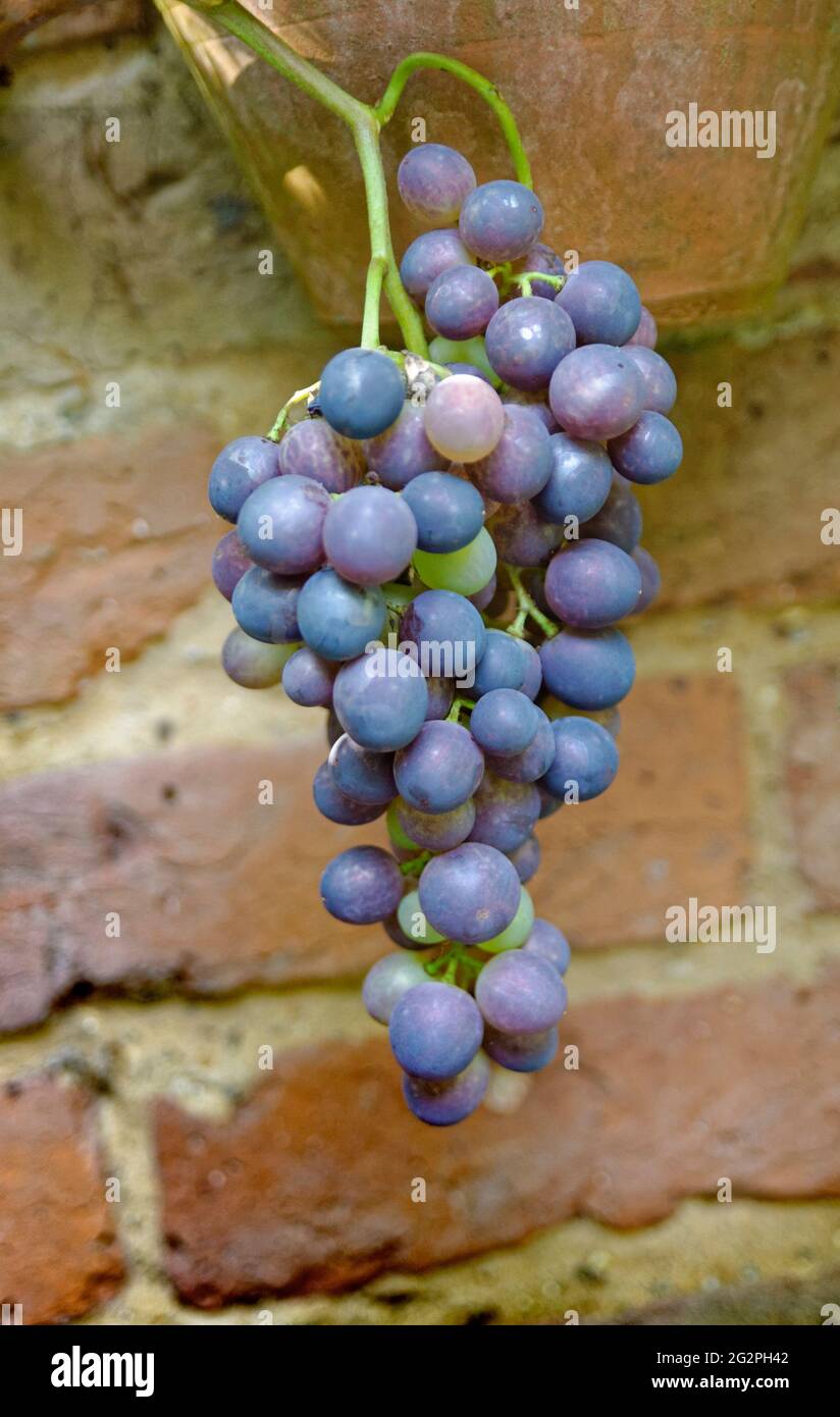 home grown grapes uk Stock Photo