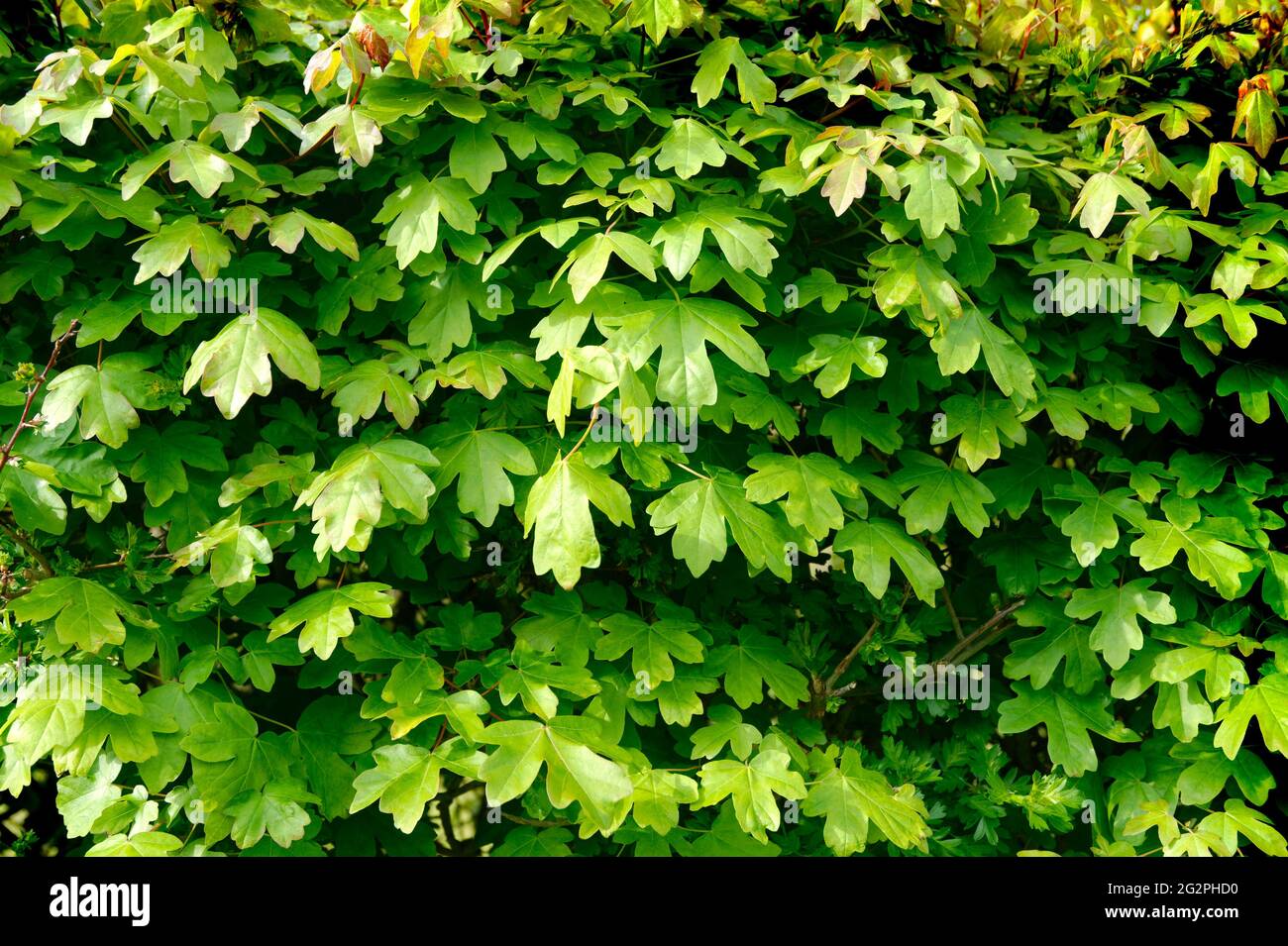 green hedge Stock Photo
