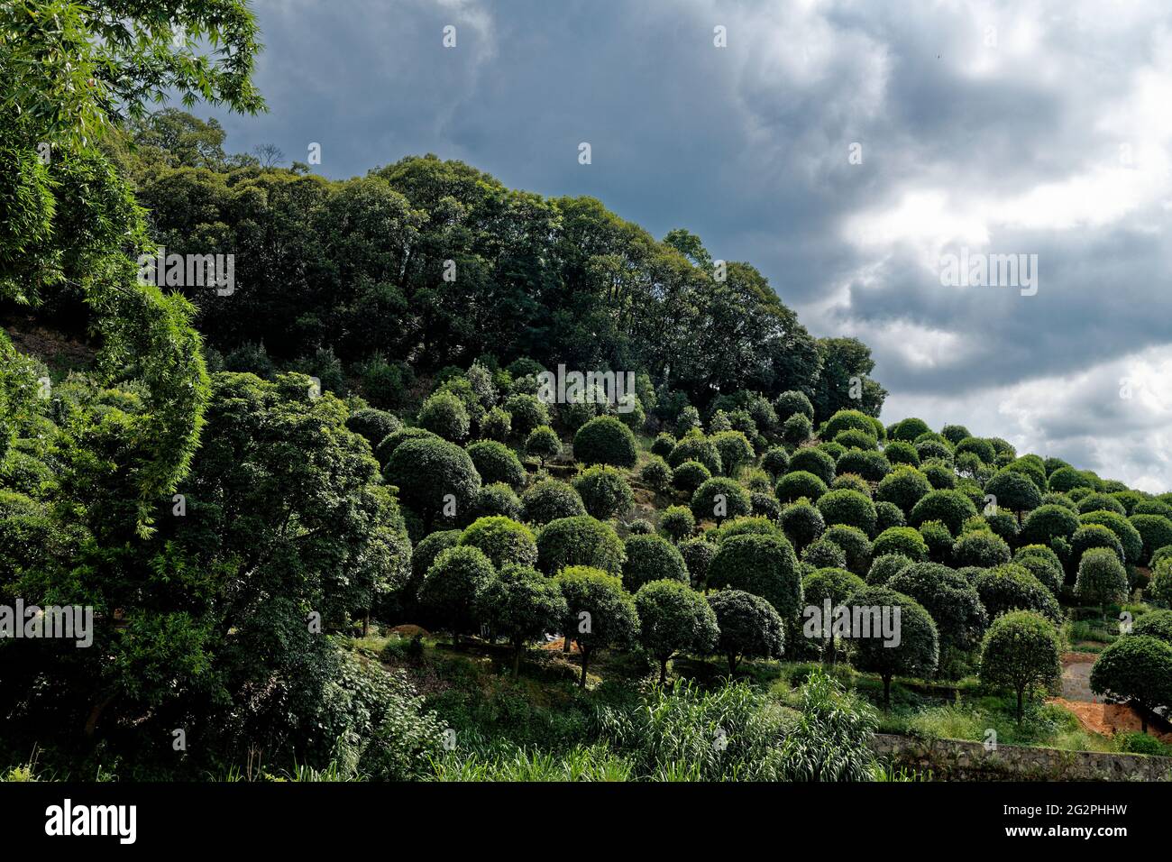 chinese tea trees ( bushes) on hillside in daytime, many Stock Photo