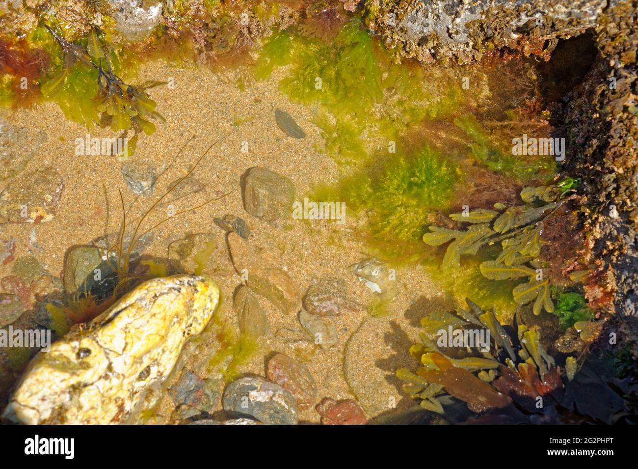 Rock pool fish hires stock photography and images Alamy