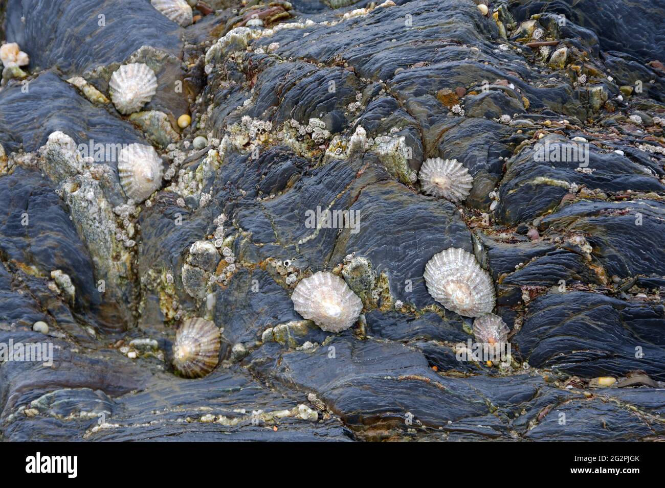 sea shells on rocks Stock Photo