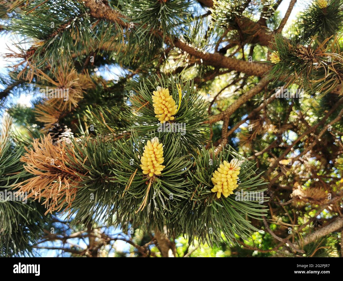 Branches perennial fir tree cones hi-res stock photography and images ...