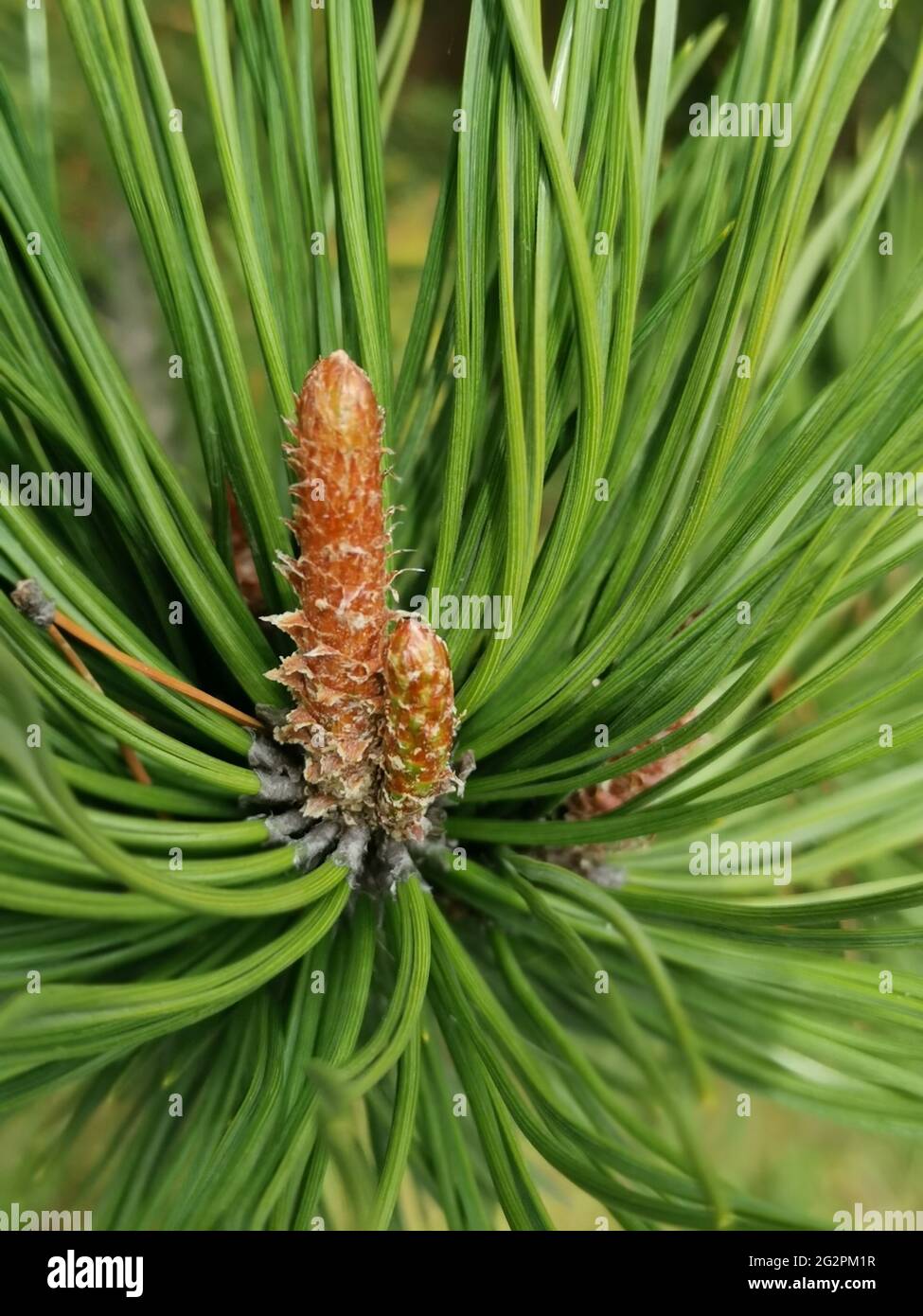 Closeup shot tree leaf hi-res stock photography and images - Alamy