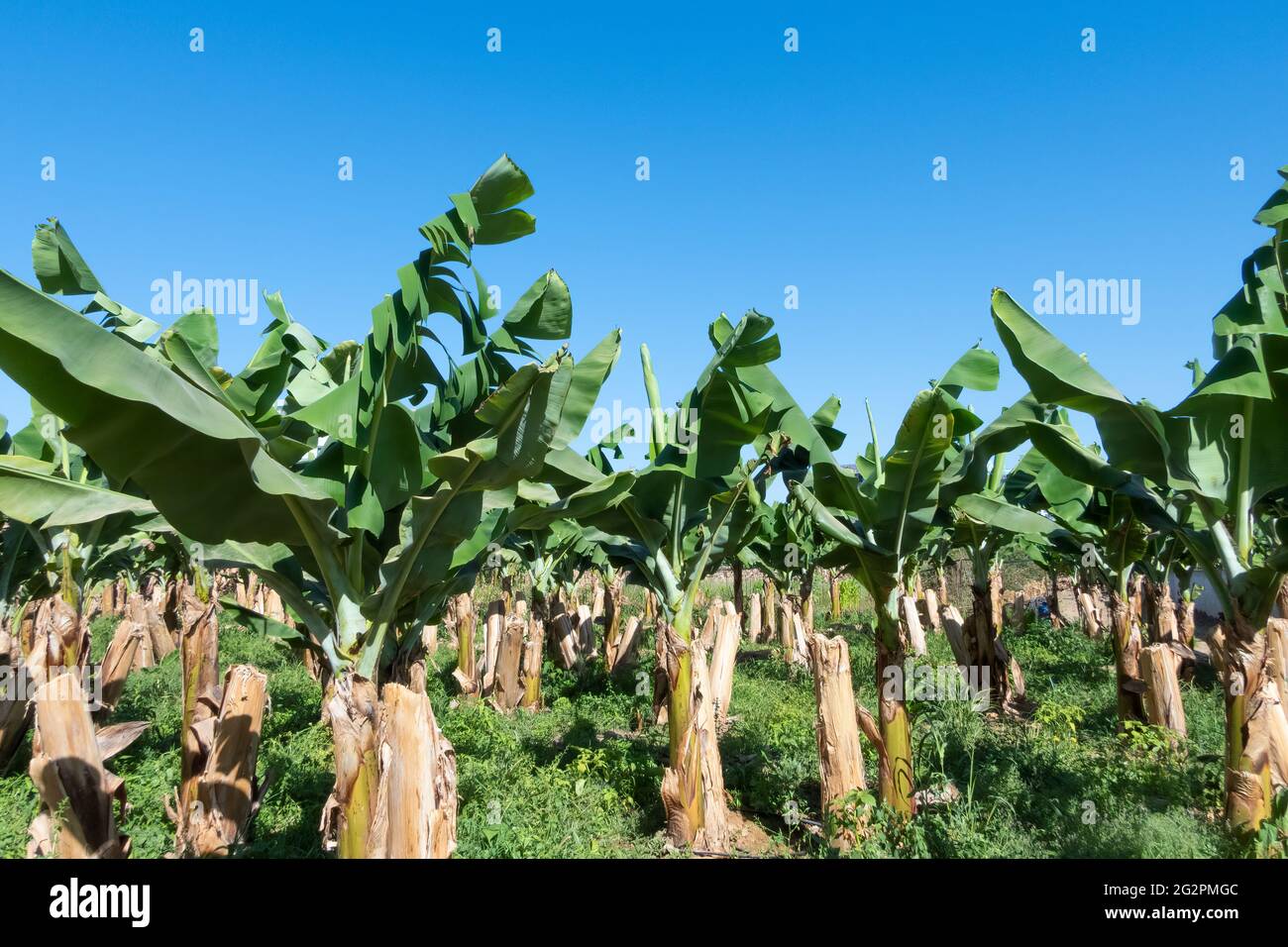 How do bananas grow on trees hi-res stock photography and images - Alamy