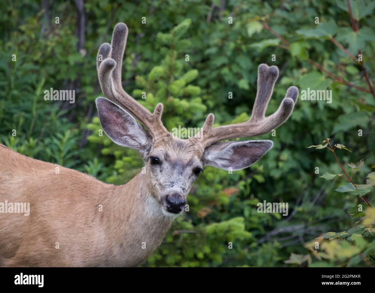 Closeup of Male Mule deer with antlers in velvet at Glacier National Park in Montana Stock Photo