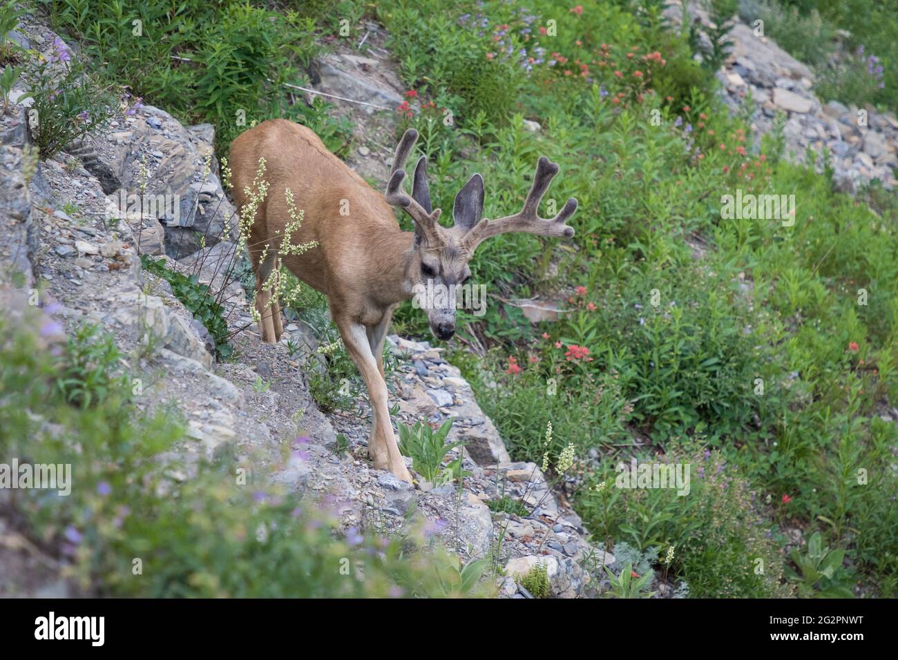 Male Mule deer with antlers in velvet beside Going to the Sun Road at