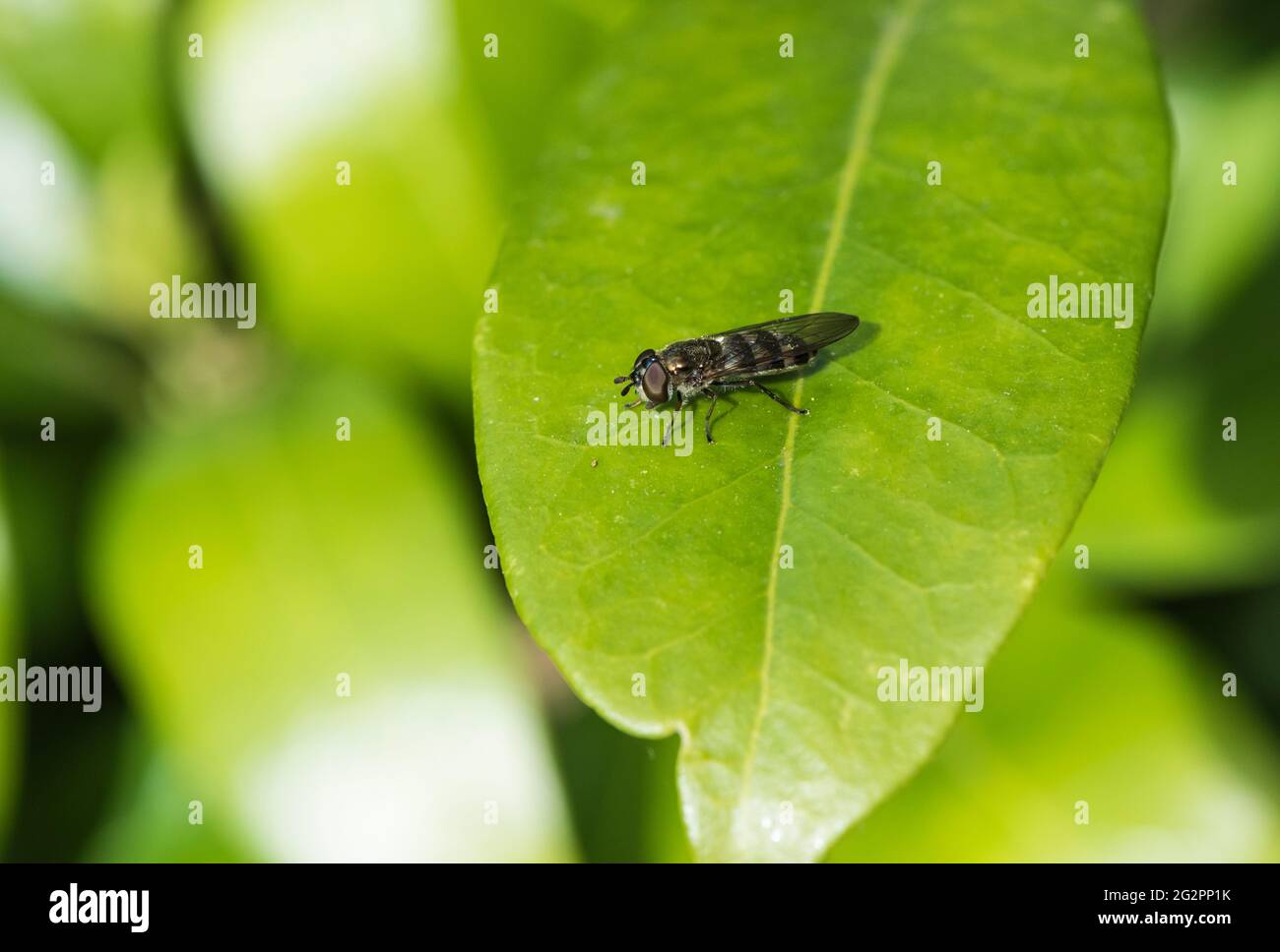 White-footed Hoverfly (Platycheirus albimanus) Stock Photo