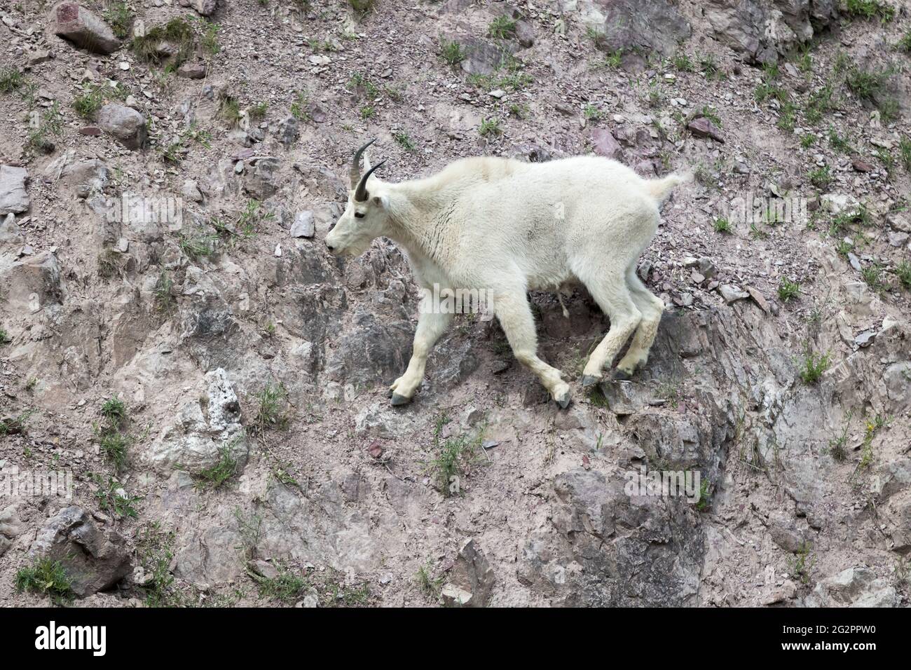 Mountain Goat at Glacier National Park in Montana, USA Stock Photo