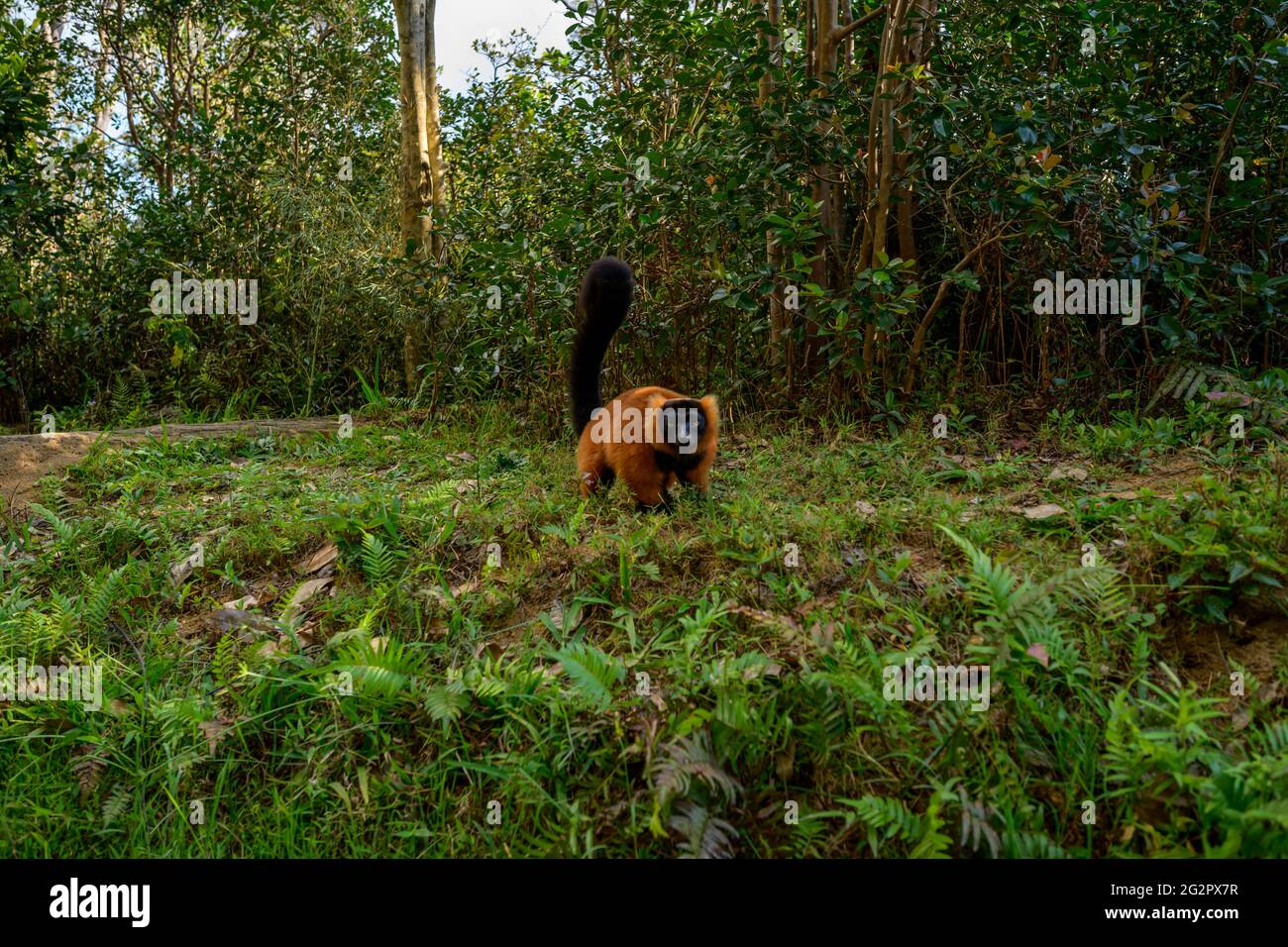 Island of lemures Stock Photo