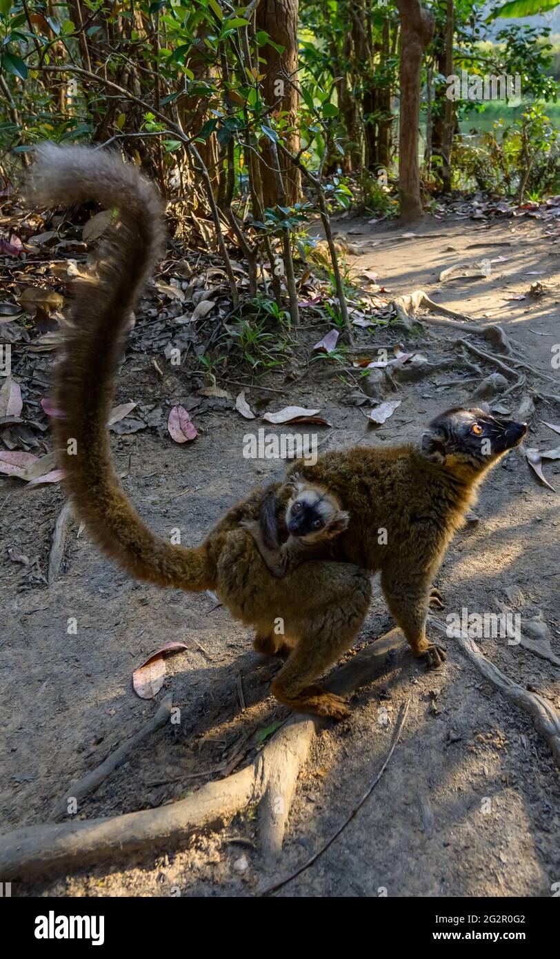 Island of lemures Stock Photo