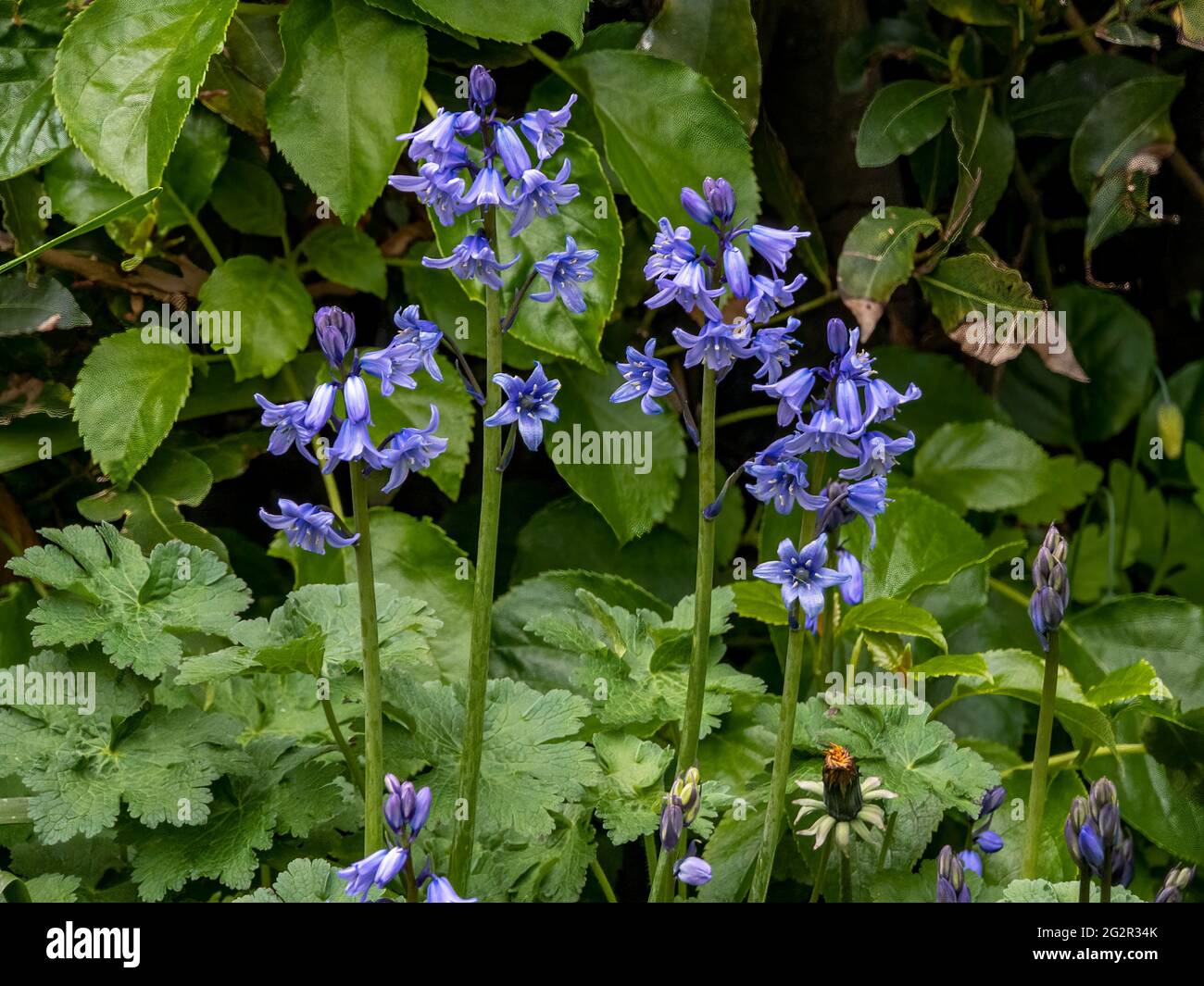 blue and green bluebells and leaves Stock Photo