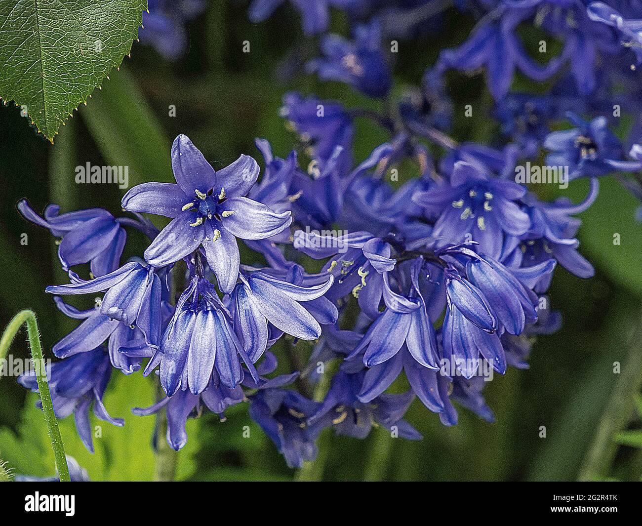 vibrant colour bluebells in England Stock Photo