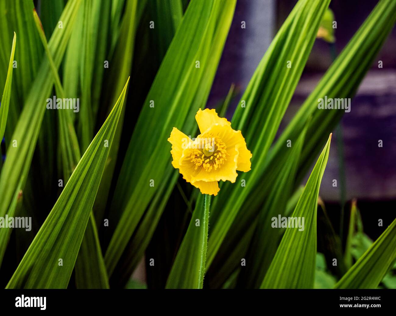 yellow Welsh poppies Stock Photo