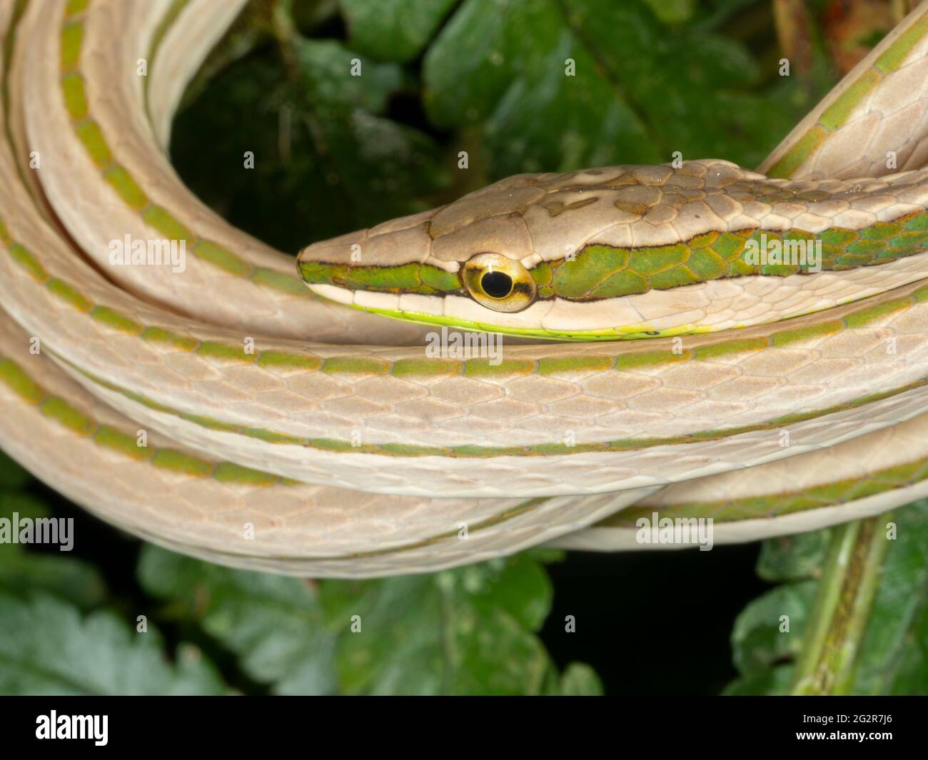 Vine Snake (Xenoxybelis argenteus) close-up of head, near Palora, Ecuador Stock Photo