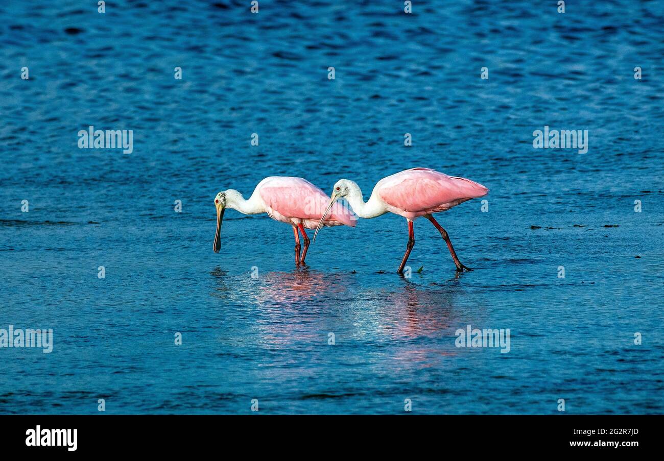 Pair of Roseate spoonbills (Platalea ajaja)wading, Ding Darling Wildlife Refuge, Sanibel Island, Florida Stock Photo