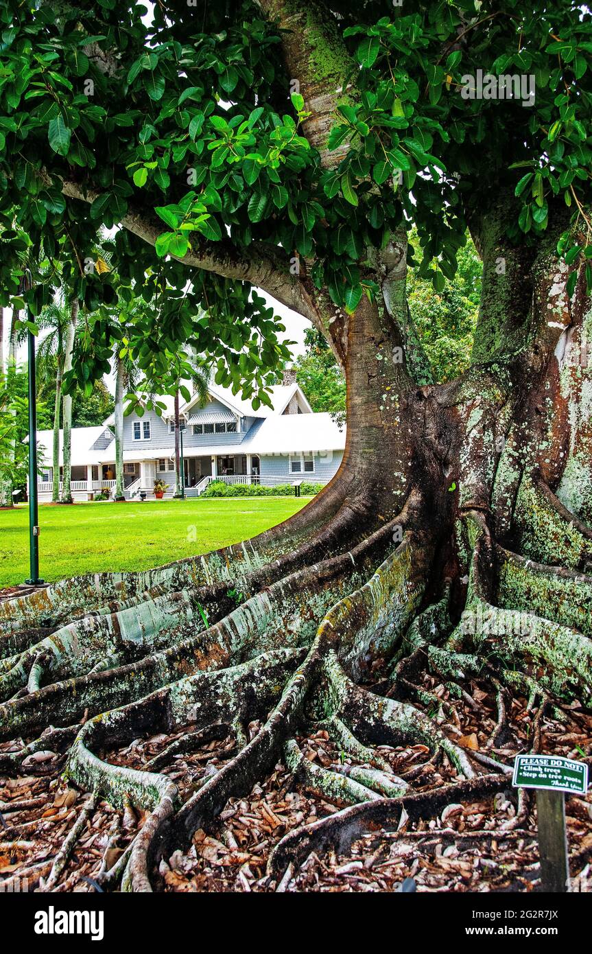 Henry Ford's winter residence, large banyon tree in foreground, Edison Ford Winter Estates, Fort Myers, Florida Stock Photo