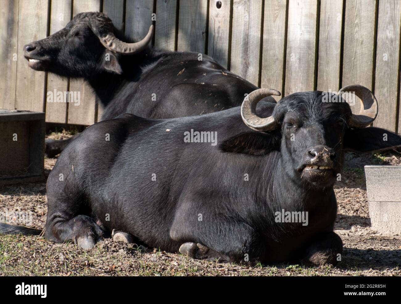 Two water buffalo sitting in the sun Stock Photo Alamy