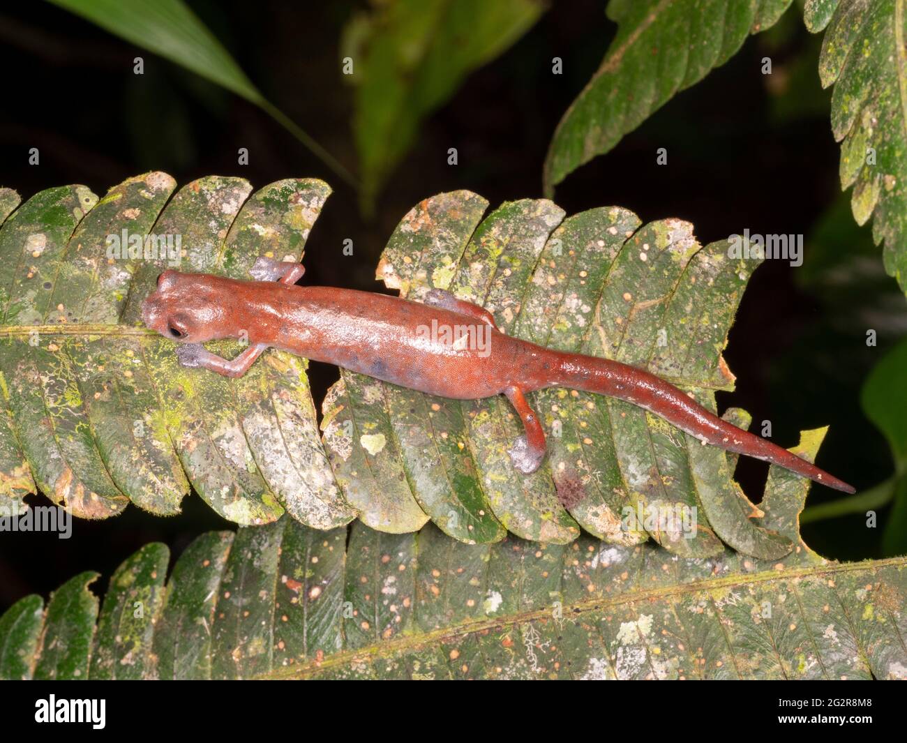 Ecuadorian climbing salamander (Bolitoglossa ecuatoriana) in the rainforest, Napo province, Ecuador Stock Photo