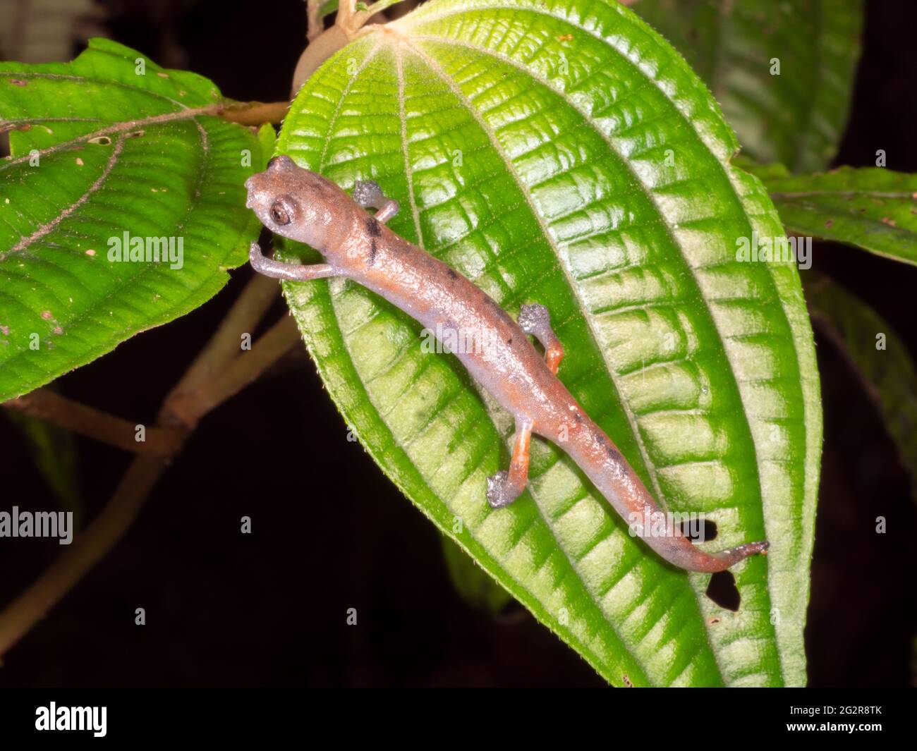 Ecuadorian climbing salamander (Bolitoglossa ecuatoriana) in the rainforest, Napo province, Ecuador Stock Photo