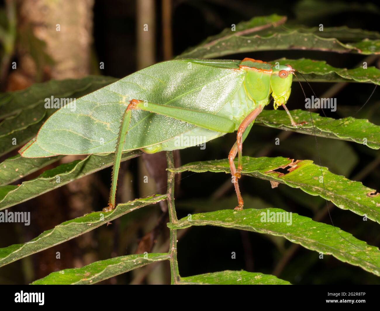 A large green katydid in the rainforest, Napo province, Ecuador Stock Photo