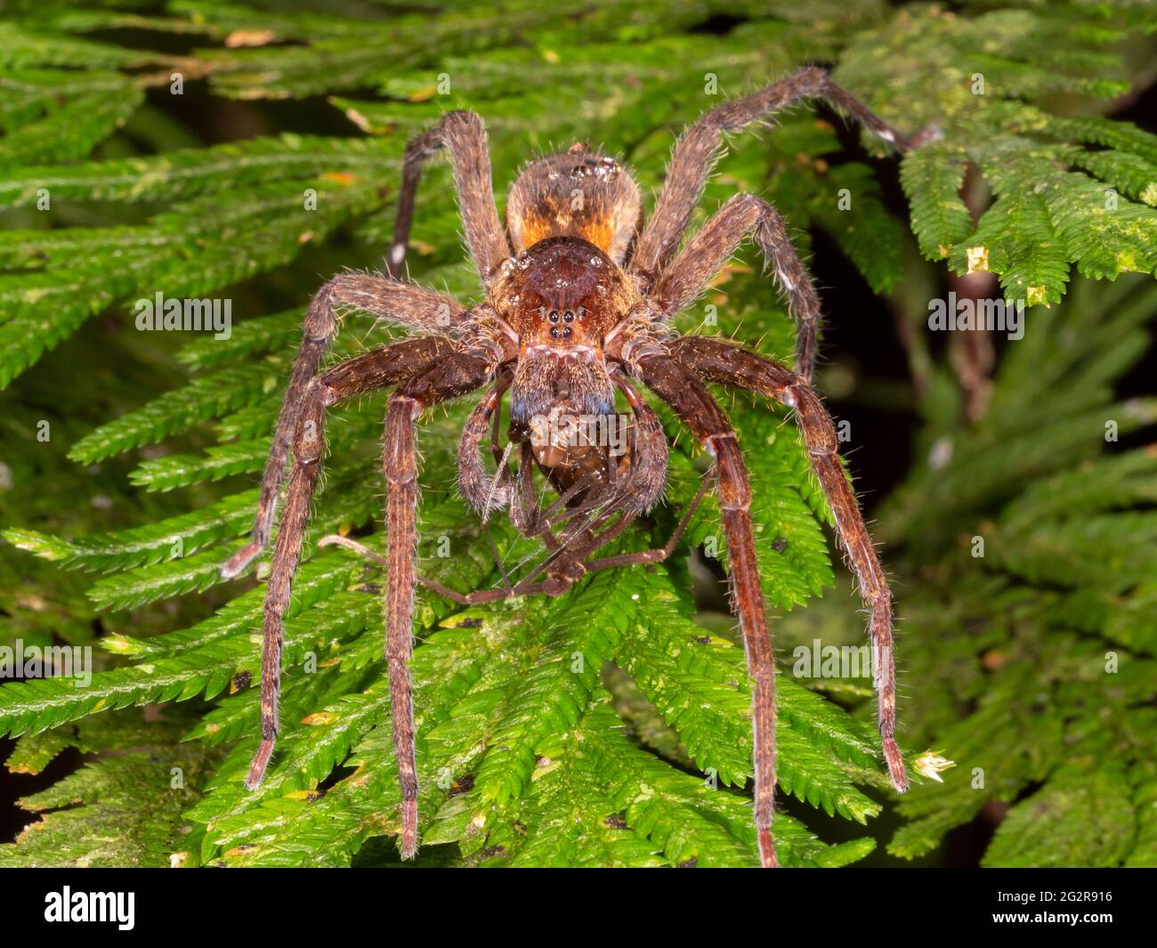 Ctenidae High Resolution Stock Photography and Images - Alamy