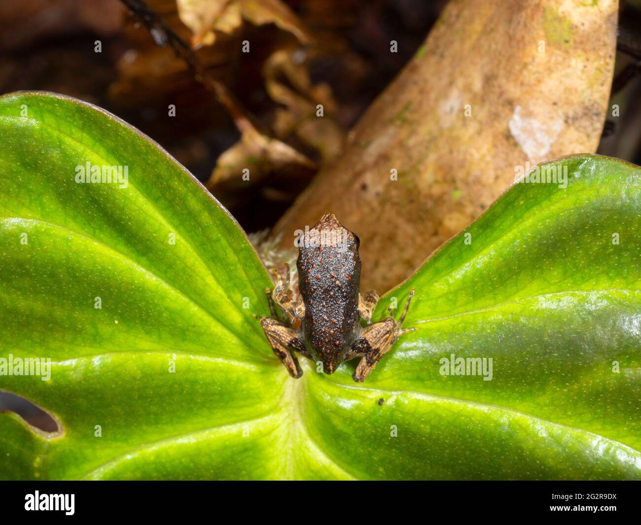 Newly metamorphosed dwarf jungle frog (Engystomops petersi) in the rainforest, Morona Santiago province, Ecuador Stock Photo