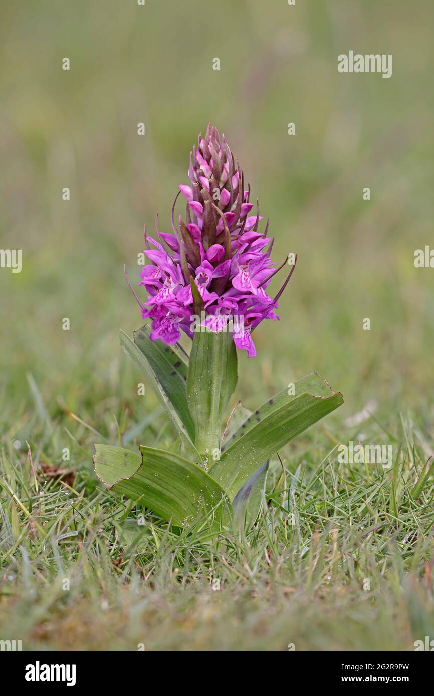 Northern Marsh Orchid at Ynyslas Dunes in Ceredigion Wales UK Stock Photo