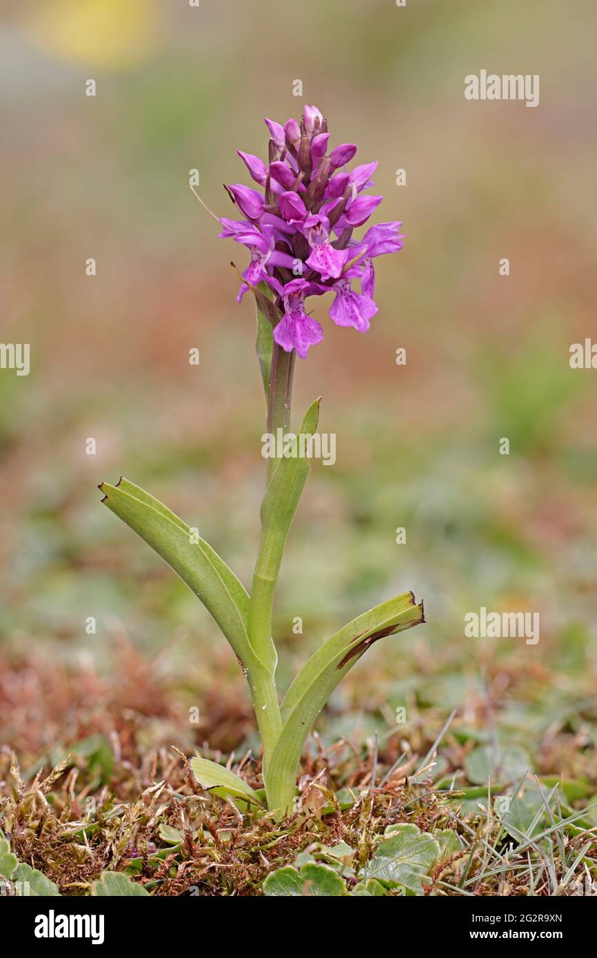 Northern Marsh Orchid at Ynyslas Dunes in Ceredigion Wales UK Stock Photo