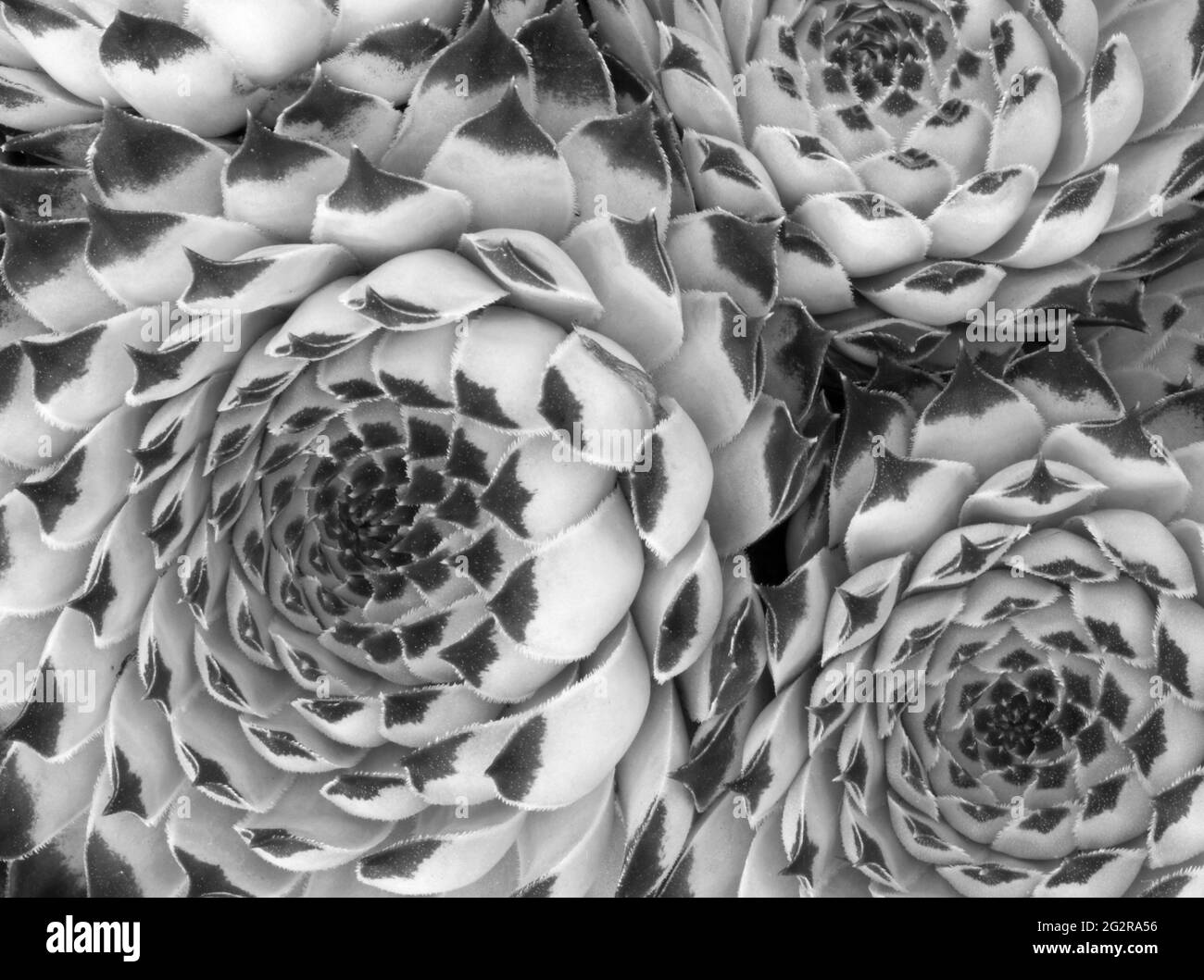 Black and white image of Sempervivum calcareum 'Extra' Stock Photo