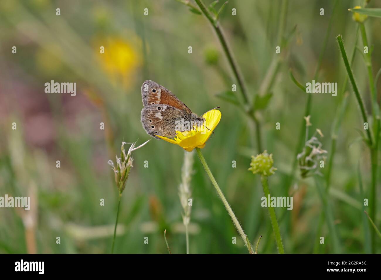 Large Heath Butterfly feeding on a buttercup in Wales UK Stock Photo