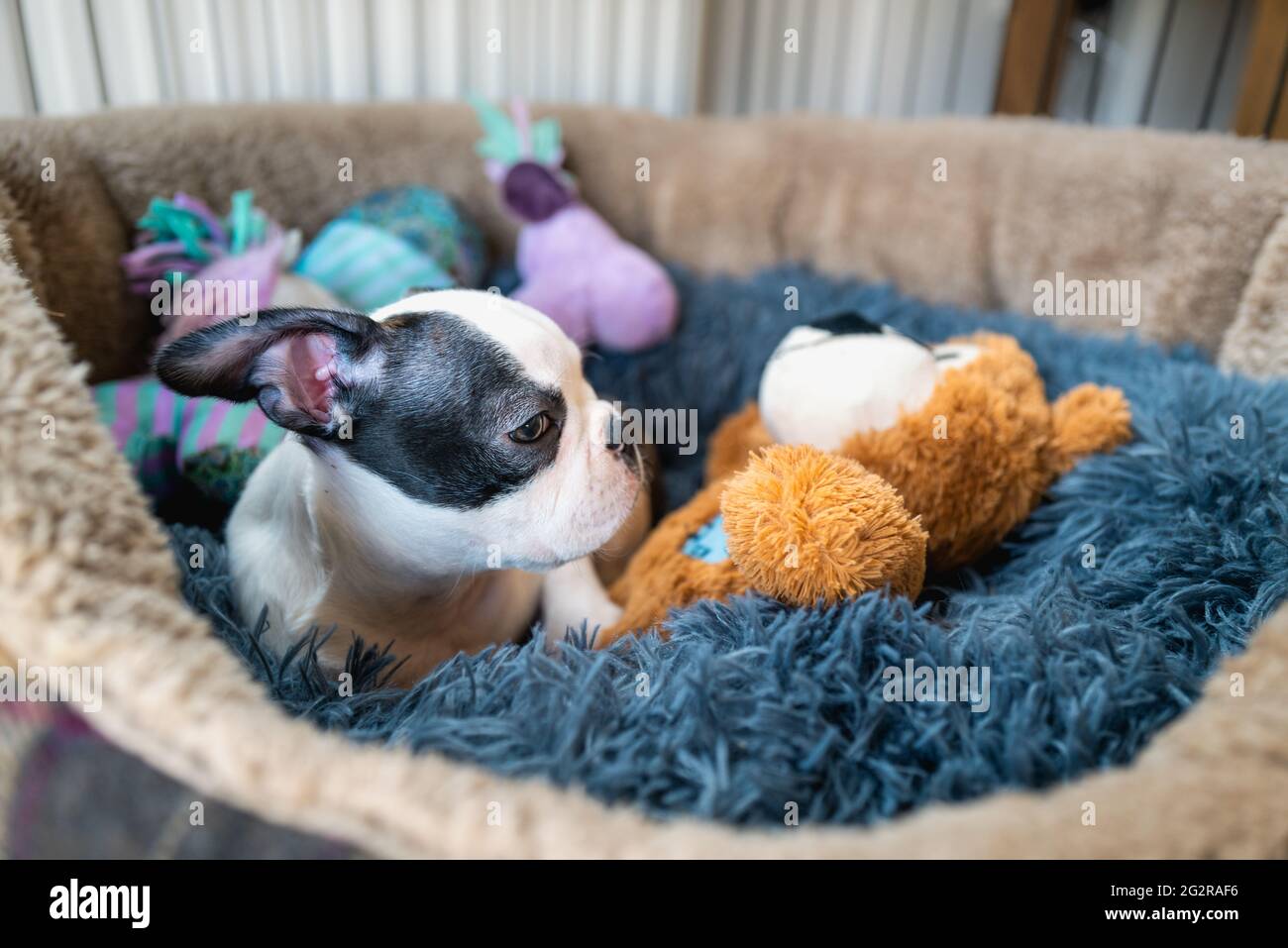 Boston terrier teddy hot sale bear