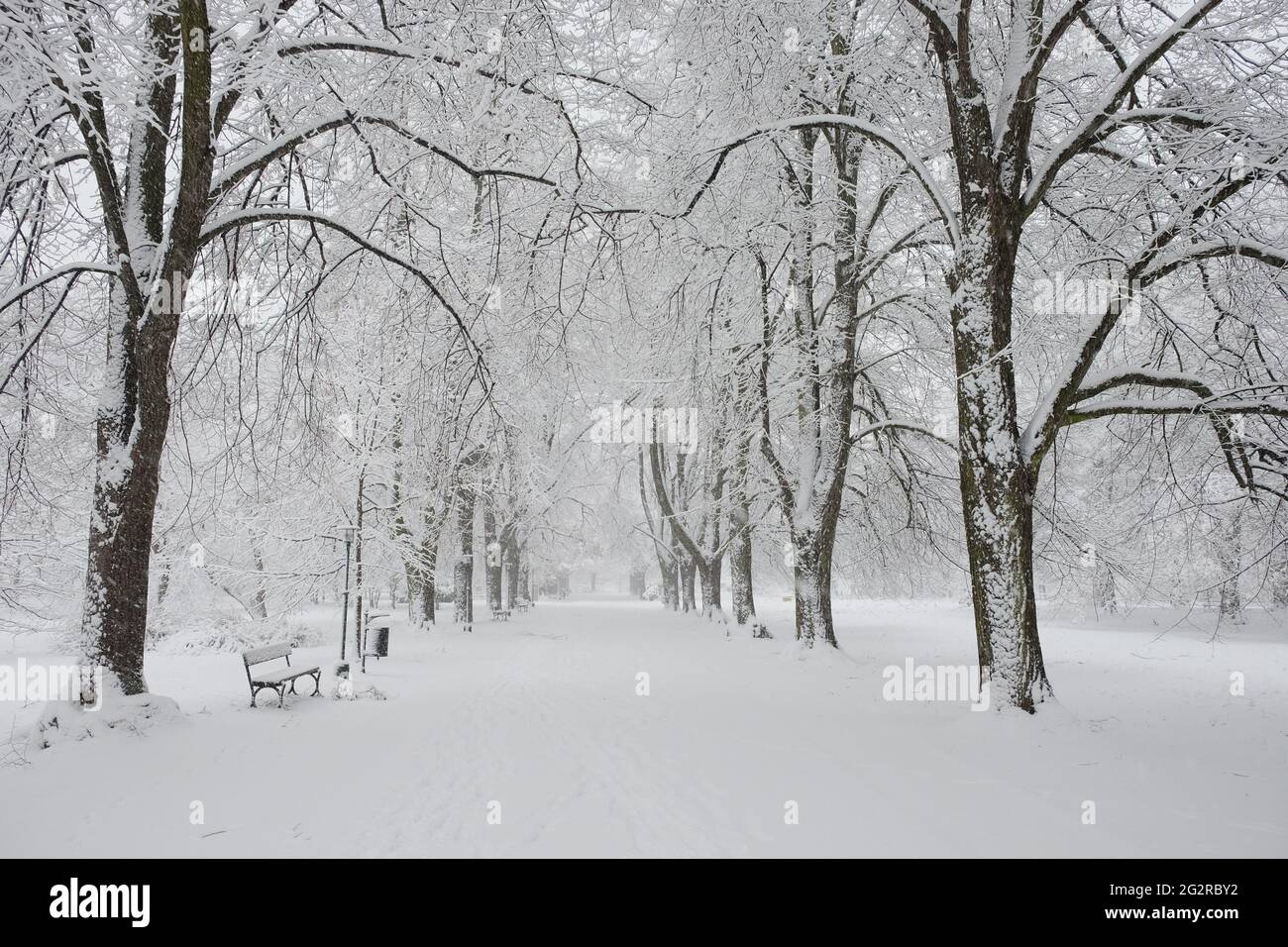 Snowfall tree hi-res stock photography and images - Alamy
