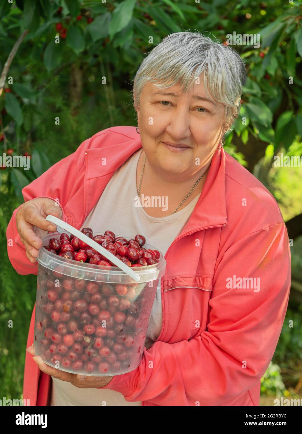 A retired woman grew and collected cherry berries from a tree. The harvest is stacked in a plastic bucket held by a woman Stock Photo