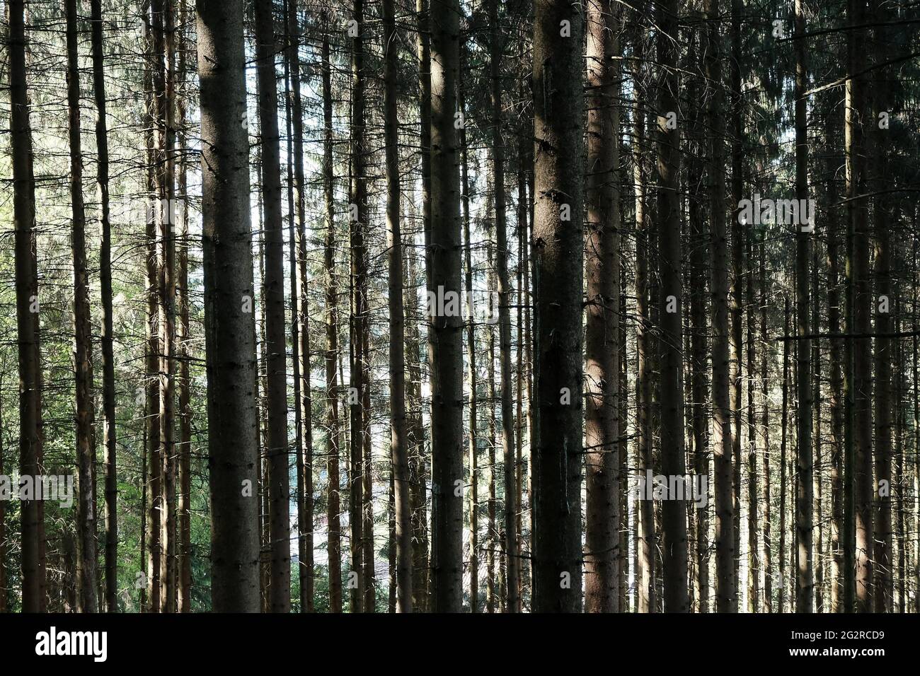 Closeup shot of tall-growing trees in the forest under the sunlight ...