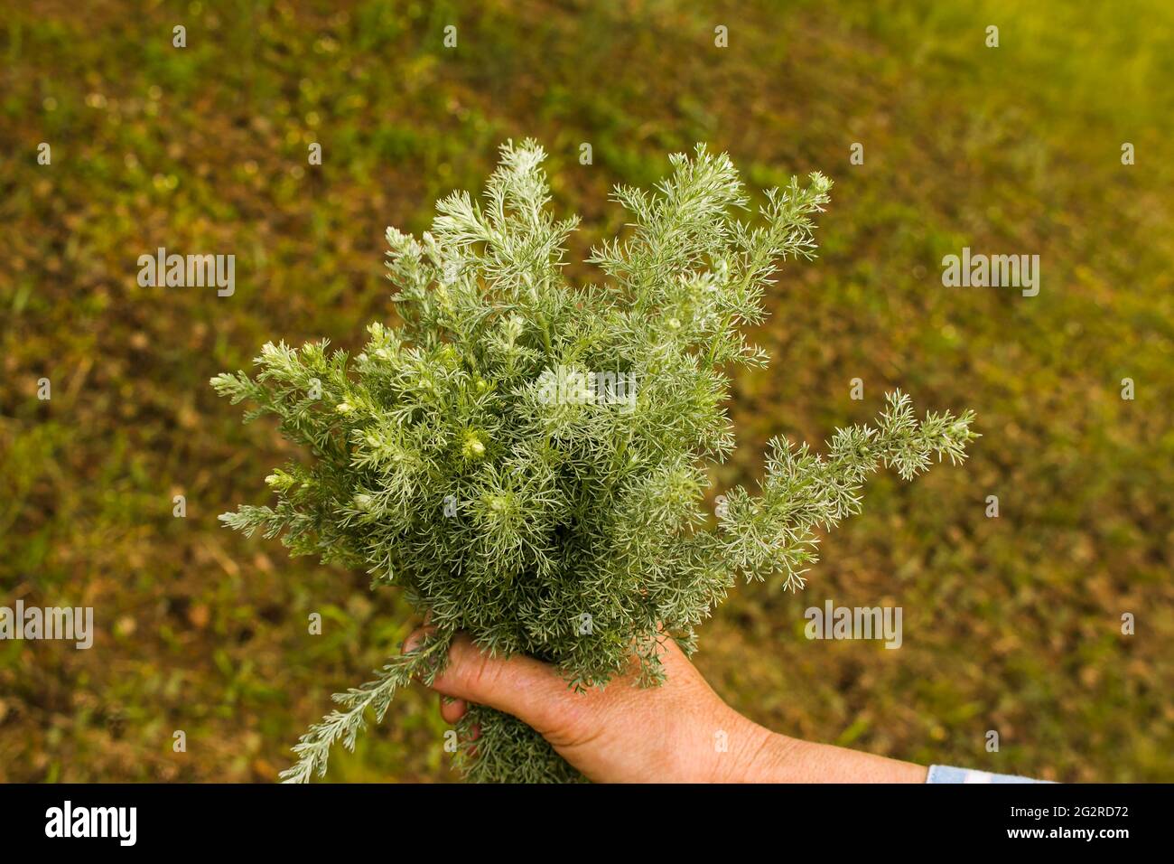 Female hands hold on to branches with leaves of Tauric wormwood. Artemisia taurica Willd, absinthe wormwood is a natural hygiene product. Stock Photo
