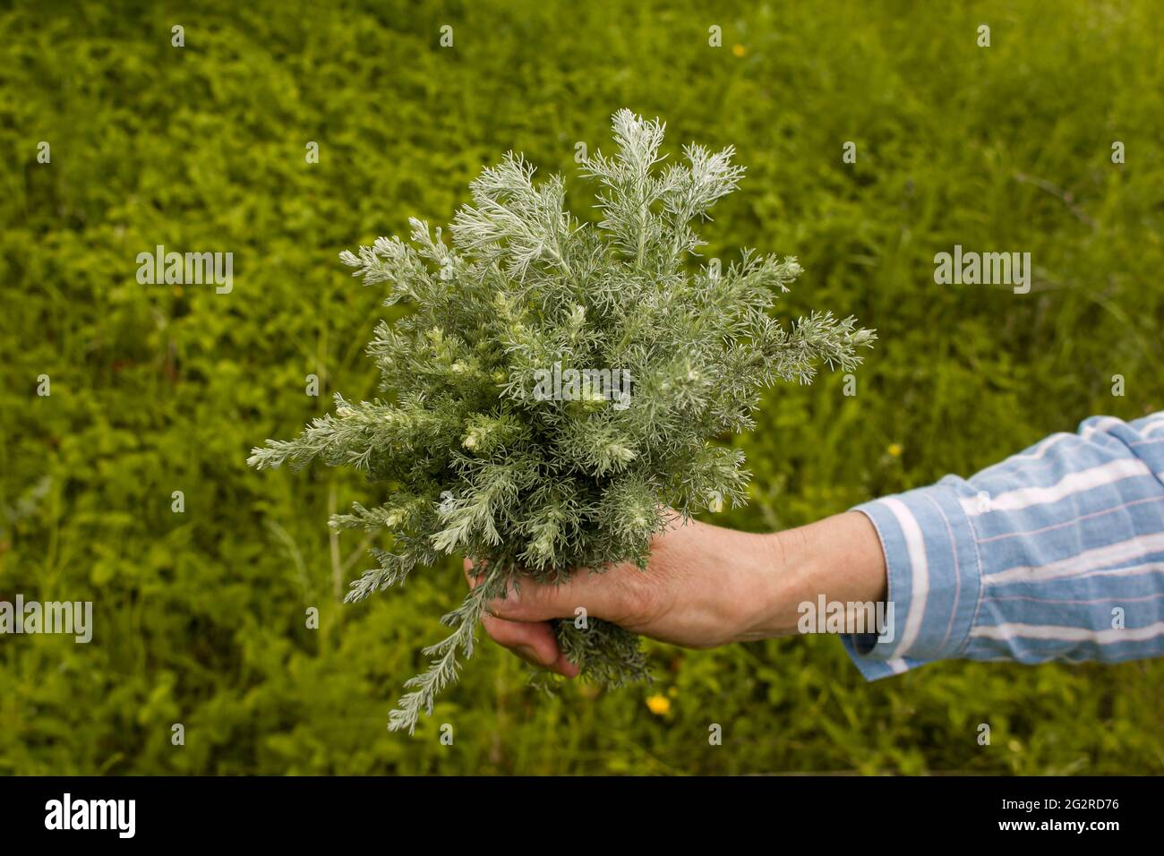Female hands hold on to branches with leaves of Tauric wormwood. Artemisia taurica Willd, absinthe wormwood is a natural hygiene product. Stock Photo