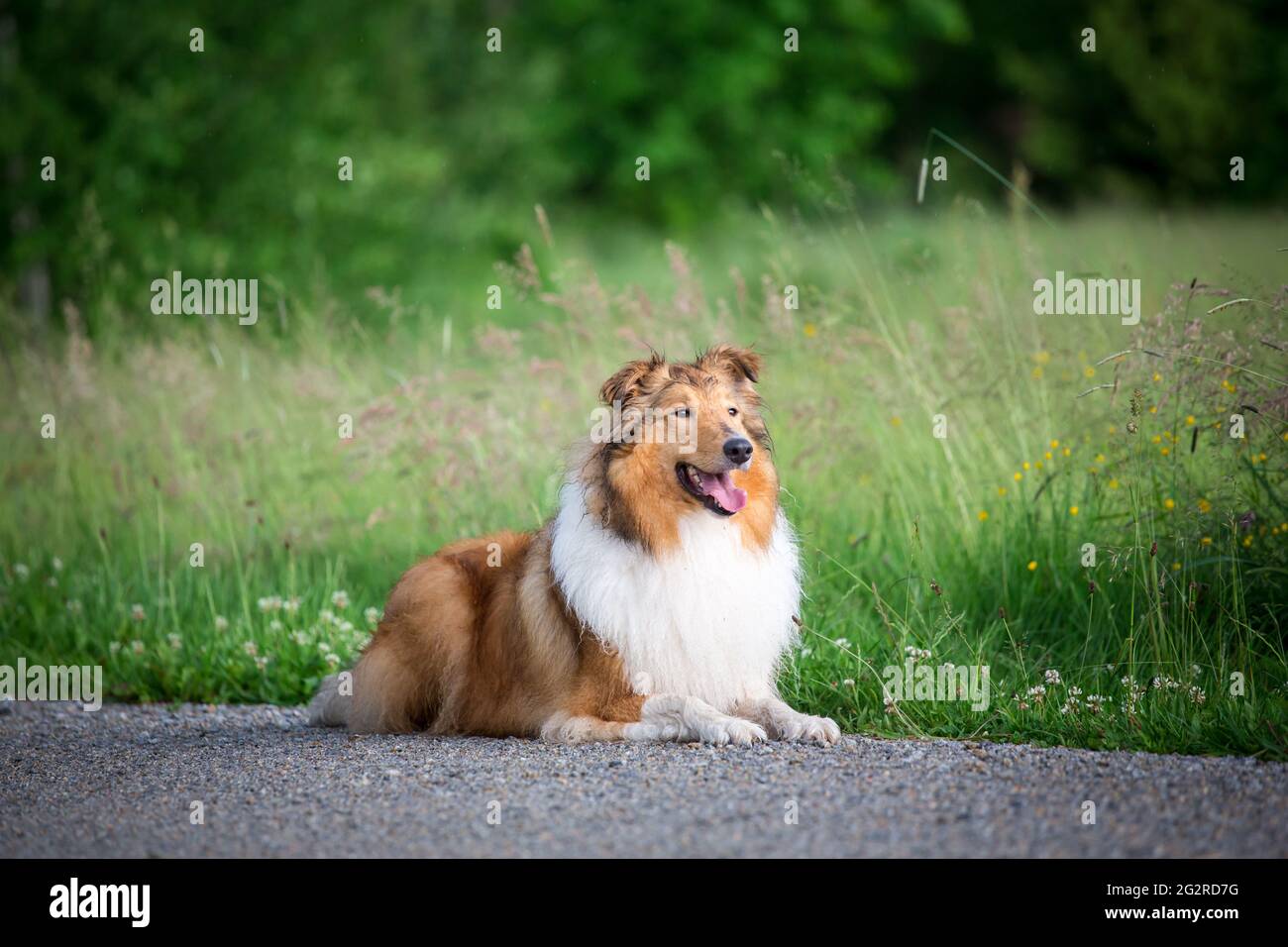 American Collie Stock Photo