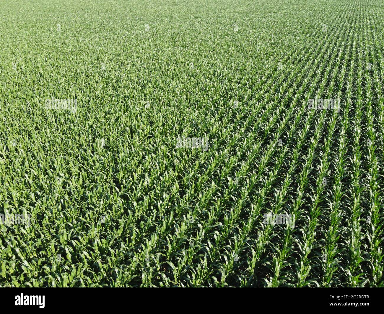 Extensive corn fields, top view. Green farm fields, landscape. Stock Photo