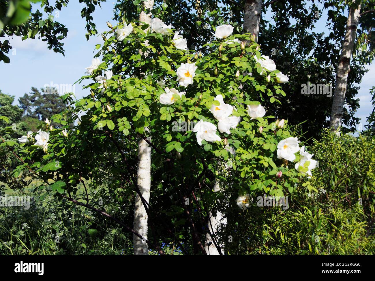 Rosa alba and silver birch Stock Photo