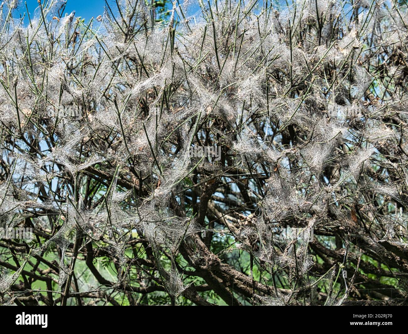 Ermine Moth defoliation of Hedge plants Stock Photo