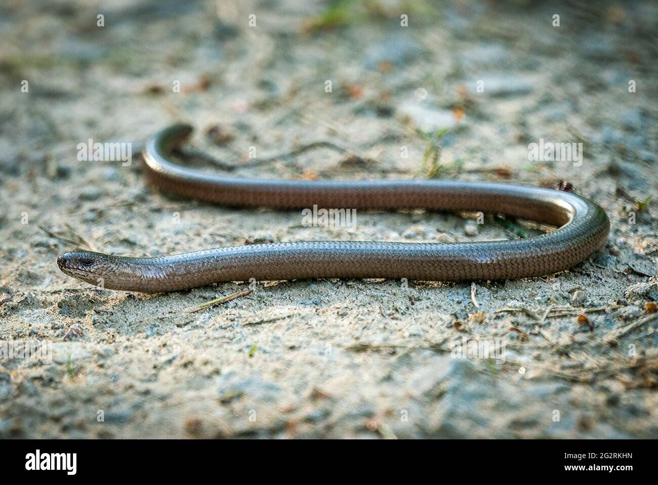 Detailed close up of a blindworm (anguis fragilis) in a forest Stock Photo