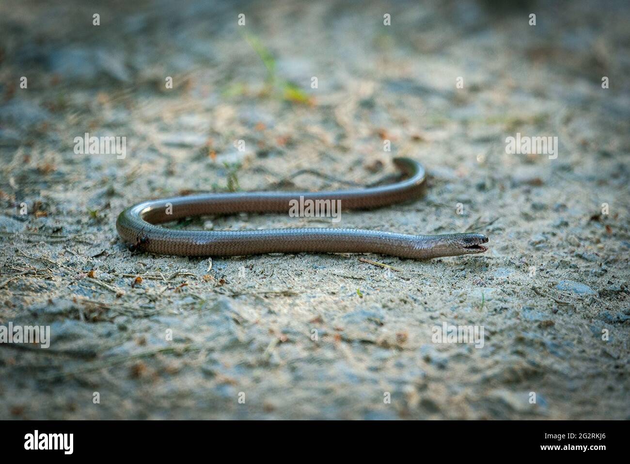 Detailed close up of a blindworm (anguis fragilis) in a forest Stock Photo